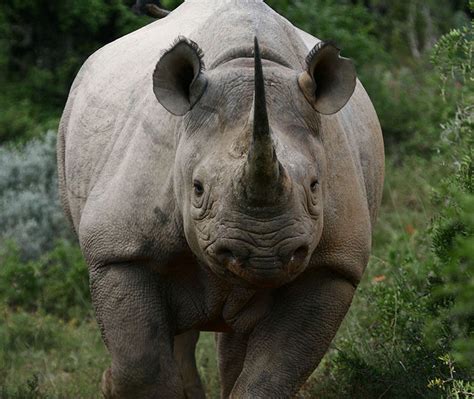 wild rhino chadstone|Rhinos .